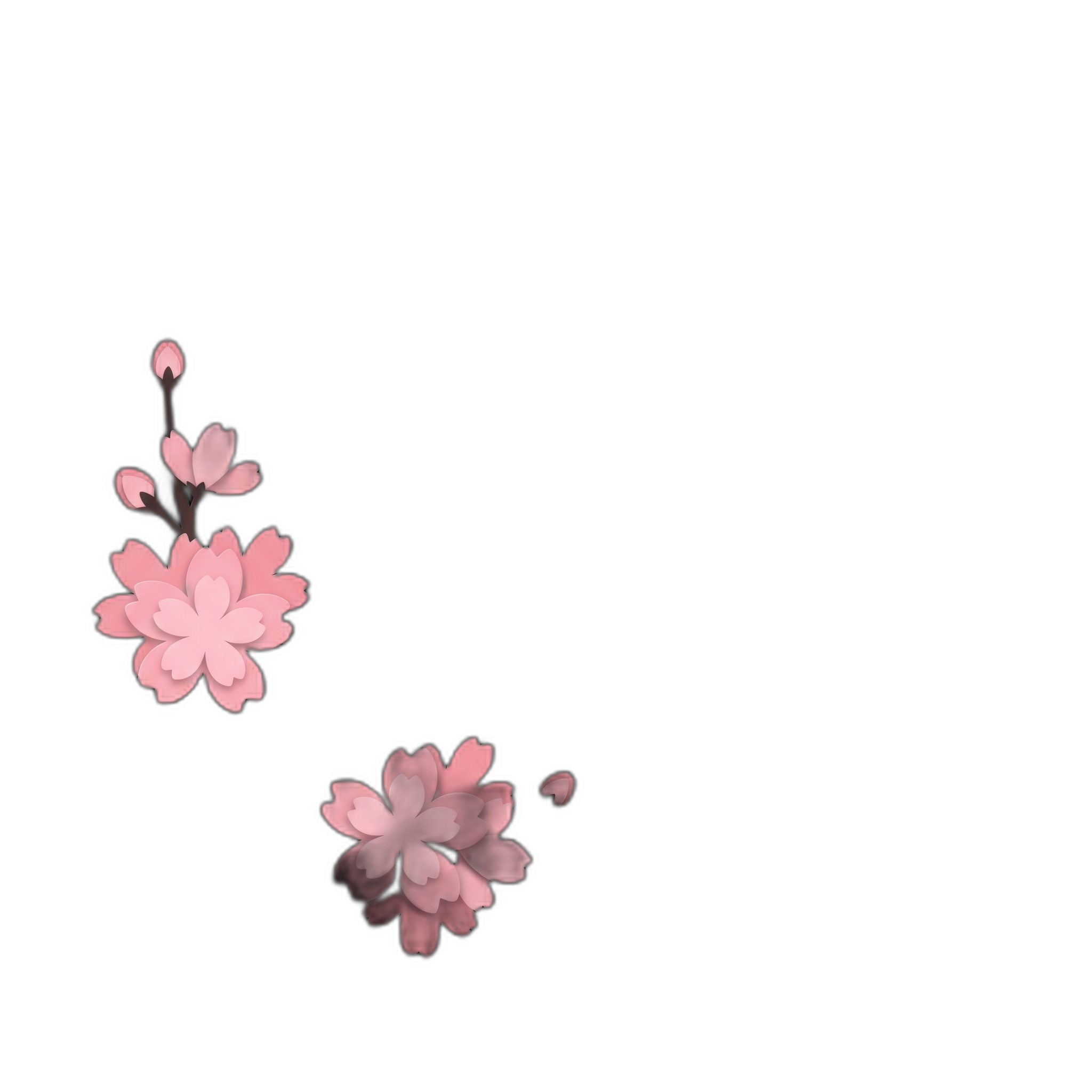 Cherry blossom branch